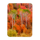 Search for acer Green