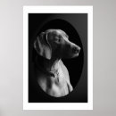 Search for weimaraner art Canine