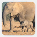 Search for elephant photo stickers Animal