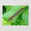Search for stickers postcards Nature