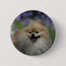 Search for panting badges Dwarf spitz