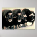 Search for oxen posters Alaska