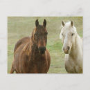 Search for equine postcards Palomino
