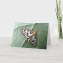 Search for magpie cards Animal