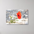 Search for poppy canvas prints Nature