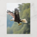 Search for eagle feather postcards Feathers