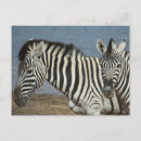 Search for game reserve postcards Zebra