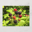 Search for ripe postcards Berry