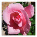Search for hybrid tea rose posters Garden