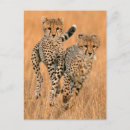 Search for acinonyx jubatus postcards Colour image