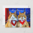 Search for maine coon cat christmas cards Cats