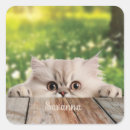 Search for persian cat stickers Cute