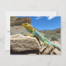 Search for collar postcards Animal