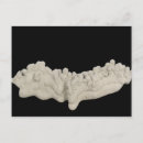 Search for natural science postcards Nobody
