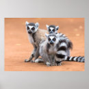 Search for ring tailed lemur art Animals