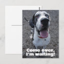 Search for danes postcards Dogs