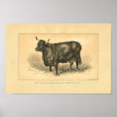 Search for bovin art Cattle
