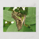 Search for iridescence postcards Beautiful