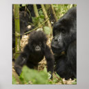 Search for mountain gorilla posters Species