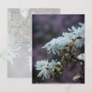 Search for magnolia postcards Tree