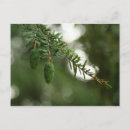 Search for on pine postcards Garden