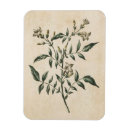 Search for jasmin magnets Botanical