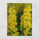 Search for perennials postcards Flowers