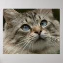Search for domesticated posters Animal