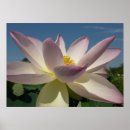 Search for lotus flower posters Photography