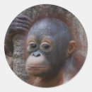 Search for cute monkeys stickers Wild animal