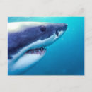Search for oceanlife postcards Fish