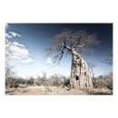 Search for baobab tree art Africa