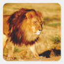 Search for lion predator stickers Africa