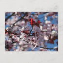 Search for prunus postcards Blossom