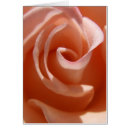 Search for peach rose cards Feminine
