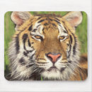 Search for siberian tigers mousepads Big cats