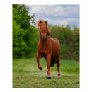 Search for gaited posters Horse