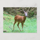 Search for stag birthday cards Wildlife