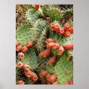 Search for prickly posters Cactus