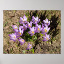Search for crocuses posters Photography