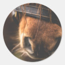 Search for horse hair stickers Equestrian