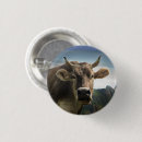 Search for dairy cow badges Cows