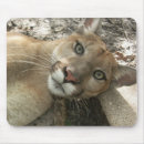 Search for mountain lion mousepads Cat