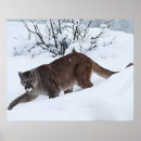 Search for puma mountain cat posters Panther