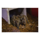 Search for tarantulas art Spider