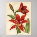 Search for amaryllis art Plant
