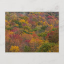 Search for hardwood Tree