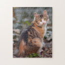 Search for calico cats puzzles Cat lover