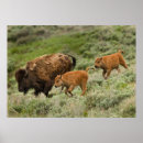 Search for stampede art Stampeding
