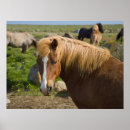 Search for ralph posters Horse
